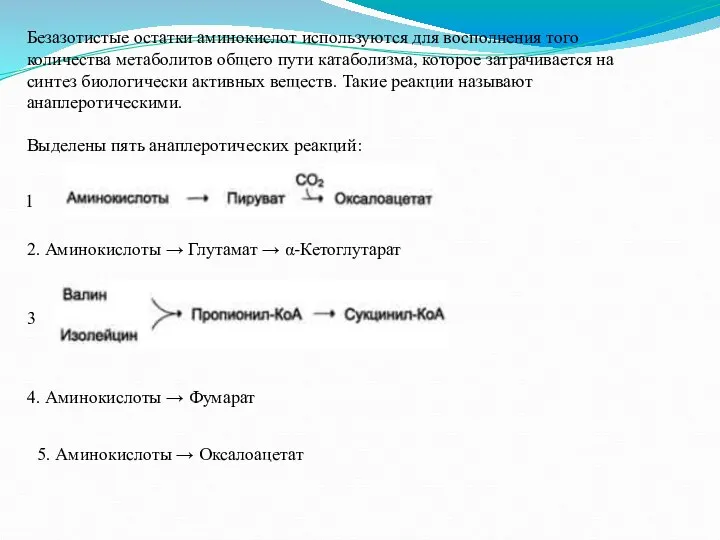 Безазотистые остатки аминокислот используются для восполнения того количества метаболитов общего пути