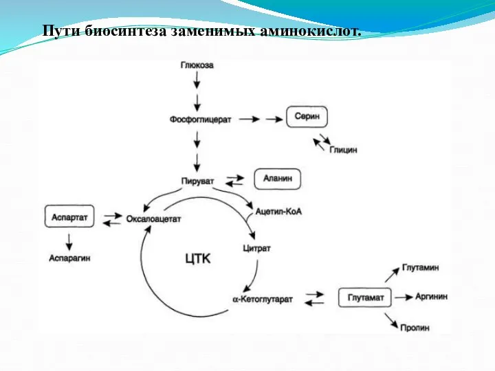 Пути биосинтеза заменимых аминокислот.