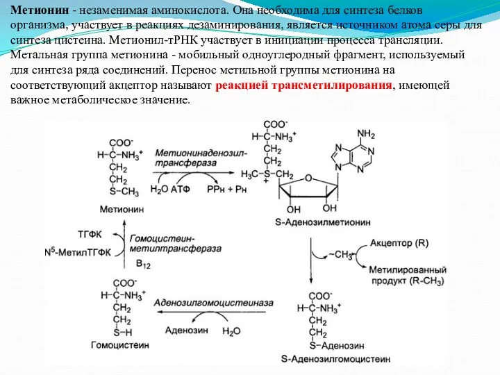 Метионин - незаменимая аминокислота. Она необходима для синтеза белков организма, участвует