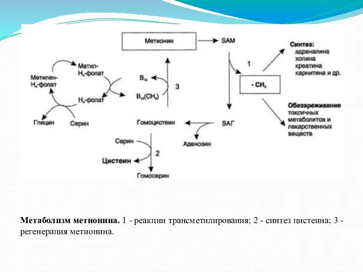 Метаболизм метионина. 1 - реакции трансметилирования; 2 - синтез цистеина; 3 - регенерация метионина.