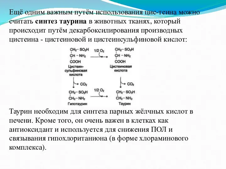 Ещё одним важным путём использования цис-теина можно считать синтез таурина в