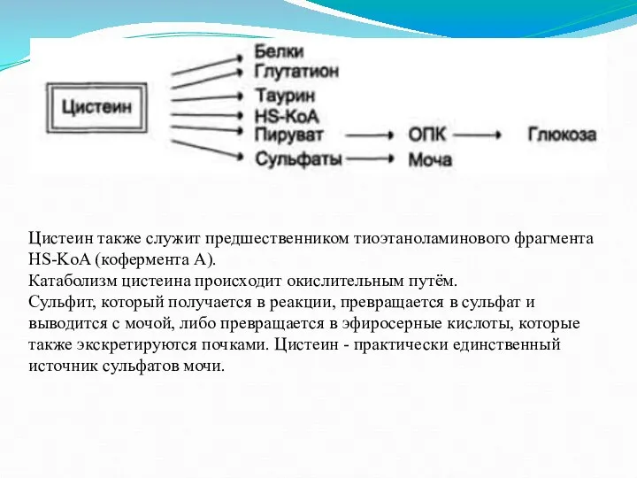 Цистеин также служит предшественником тиоэтаноламинового фрагмента HS-KoA (кофермента А). Катаболизм цистеина