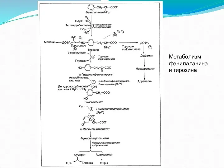 Метаболизм фенилаланина и тирозина