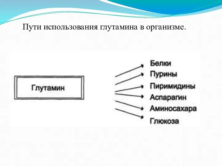 Пути использования глутамина в организме.