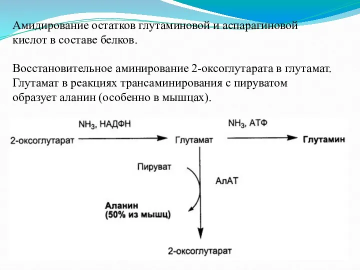 Амидирование остатков глутаминовой и аспарагиновой кислот в составе белков. Восстановительное аминирование