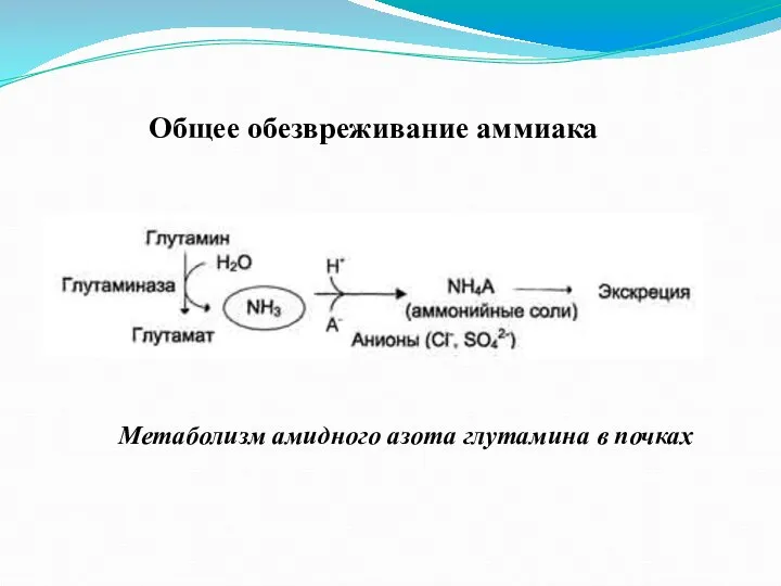 Метаболизм амидного азота глутамина в почках Общее обезвреживание аммиака