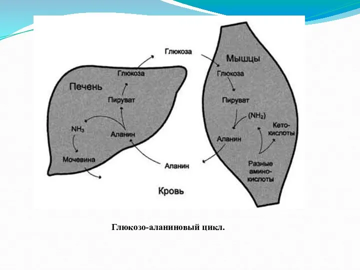 Глюкозо-аланиновый цикл.