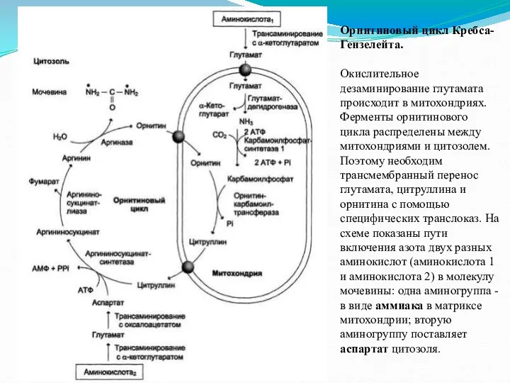 Орнитиновый цикл Кребса-Гензелейта. Окислительное дезаминирование глутамата происходит в митохондриях. Ферменты орнитинового