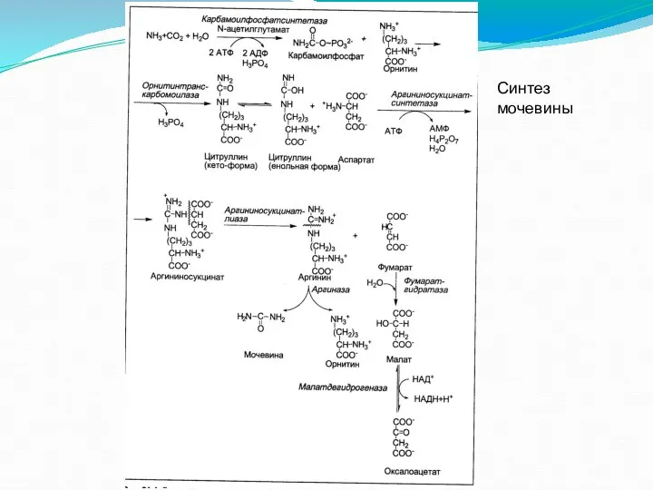 Синтез мочевины