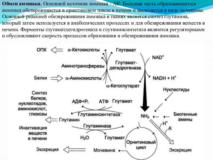 Обмен аммиака. Основной источник аммиака - АК. Большая часть образовавшегося аммиака