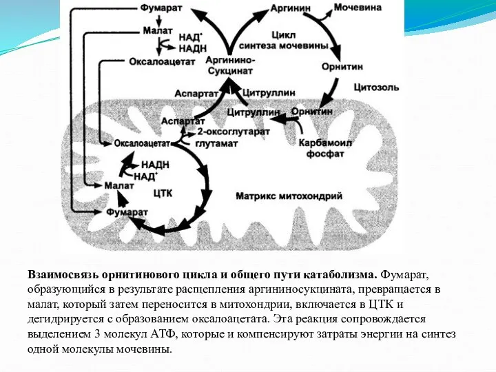 Взаимосвязь орнитинового цикла и общего пути катаболизма. Фумарат, образующийся в результате