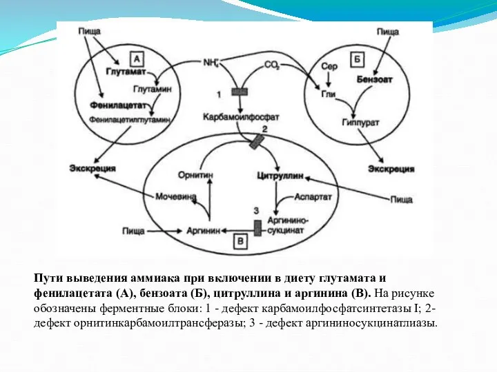 Пути выведения аммиака при включении в диету глутамата и фенилацетата (А),