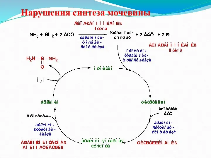 Нарушения синтеза мочевины