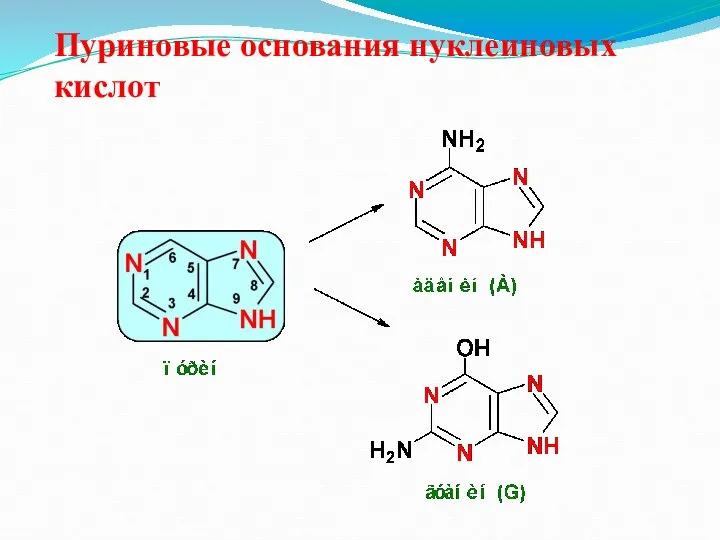 Пуриновые основания нуклеиновых кислот