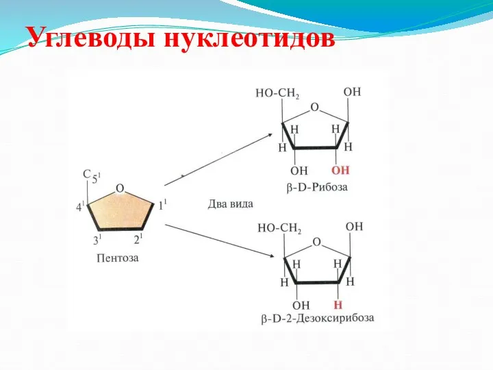 Углеводы нуклеотидов