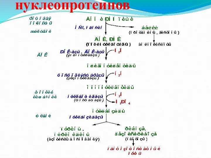 Гидролиз нуклеопротеинов