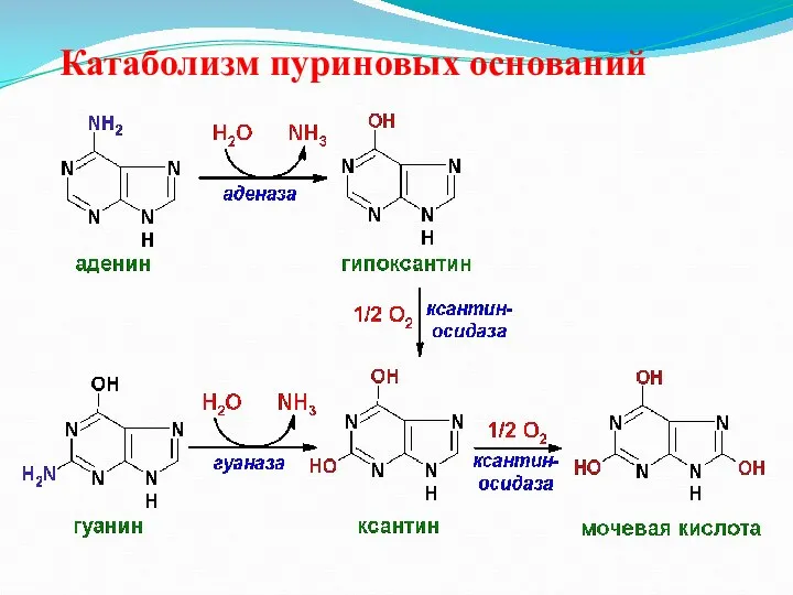 Катаболизм пуриновых оснований