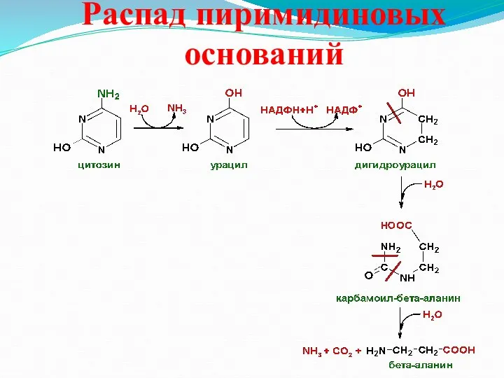 Распад пиримидиновых оснований