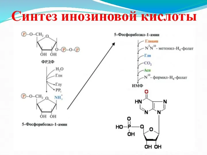 Синтез инозиновой кислоты