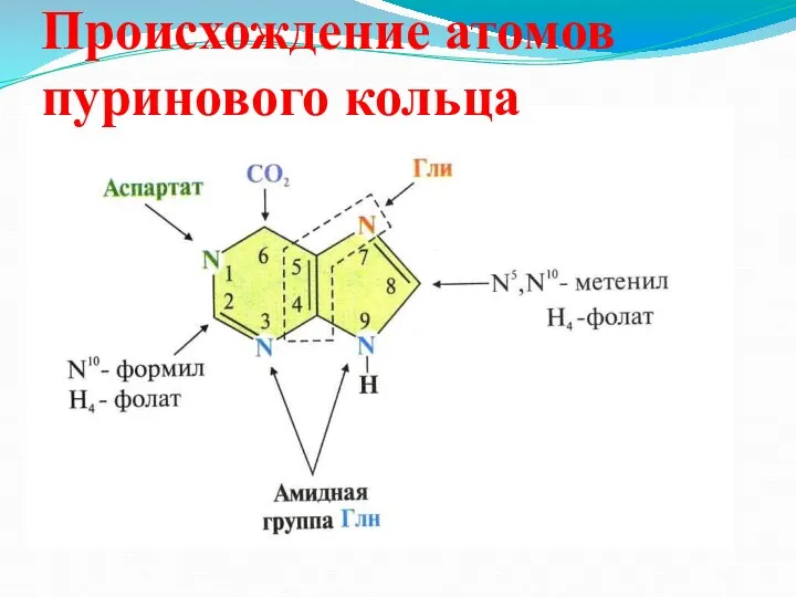 Происхождение атомов пуринового кольца