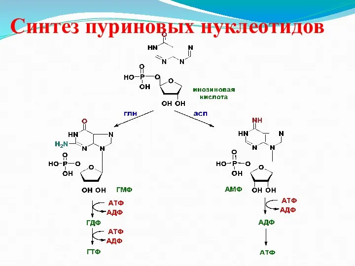 Синтез пуриновых нуклеотидов