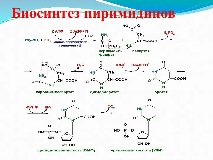 Биосинтез пиримидинов