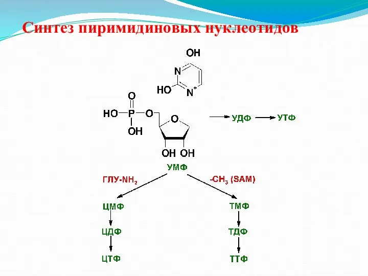Синтез пиримидиновых нуклеотидов