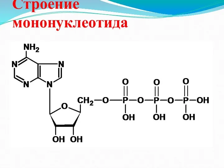 Строение мононуклеотида
