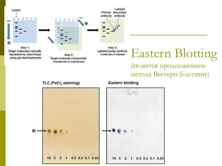 Eastern Blotting (является продолжением метода Вестерн блоттинг)