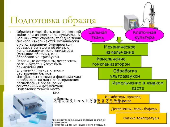 Подготовка образца Образец может быть взят из цельной ткани или из