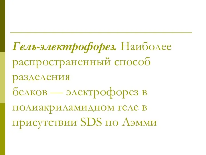 Гель-электрофорез. Наиболее распространенный способ разделения белков — электрофорез в полиакриламидном геле в присутствии SDS по Лэмми