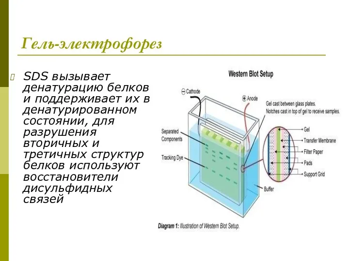 Гель-электрофорез SDS вызывает денатурацию белков и поддерживает их в денатурированном состоянии,