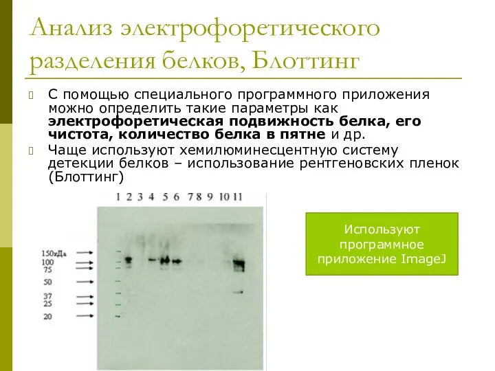 Анализ электрофоретического разделения белков, Блоттинг С помощью специального программного приложения можно