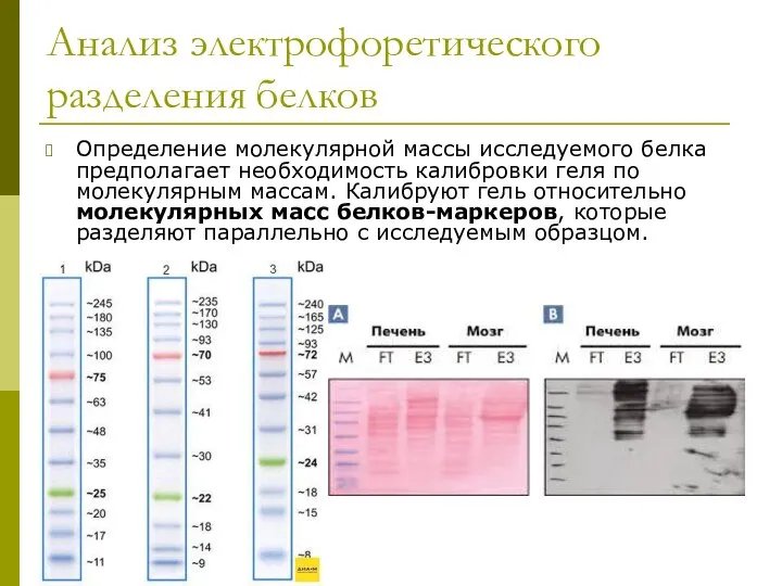 Анализ электрофоретического разделения белков Определение молекулярной массы исследуемого белка предполагает необходимость