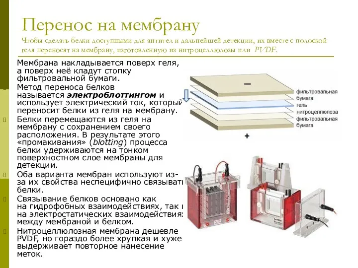 Перенос на мембрану Чтобы сделать белки доступными для антител и дальнейшей