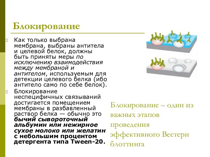 Блокирование Как только выбрана мембрана, выбраны антитела и целевой белок, должны