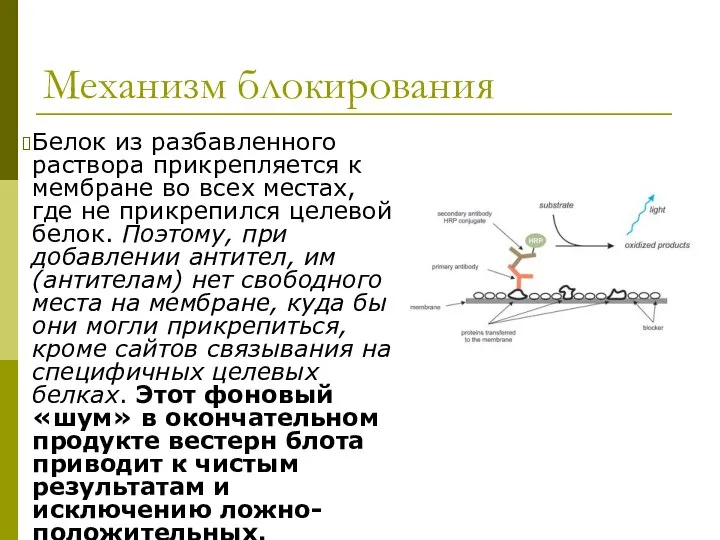 Механизм блокирования Белок из разбавленного раствора прикрепляется к мембране во всех