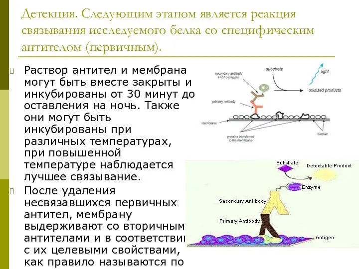 Детекция. Следующим этапом является реакция связывания исследуемого белка со специфическим антителом