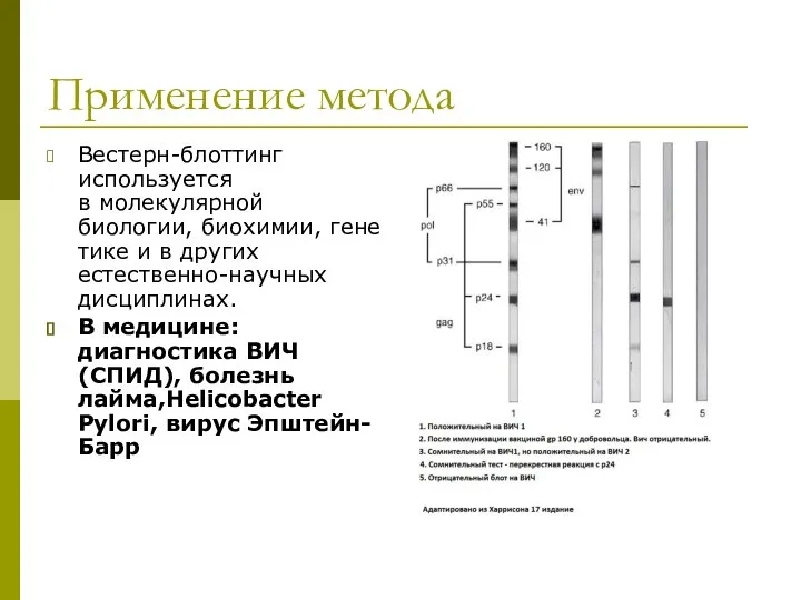 Применение метода Вестерн-блоттинг используется в молекулярной биологии, биохимии, генетике и в