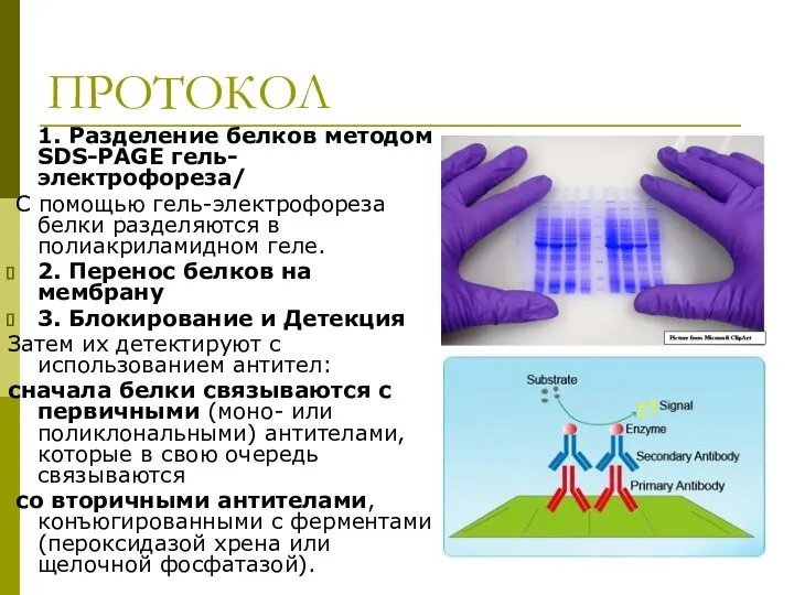 протокол. ПРОТОКОЛ 1. Разделение белков методом SDS-PAGE гель-электрофореза/ С помощью гель-электрофореза