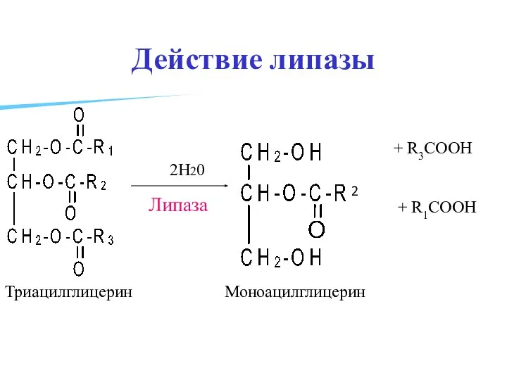 Действие липазы + R3COOH Липаза 2Н20 + R1COOH 2 Триацилглицерин Моноацилглицерин