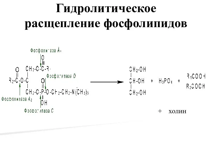 Гидролитическое расщепление фосфолипидов + холин