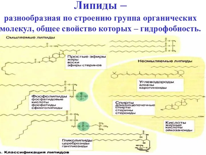 Липиды – разнообразная по строению группа органических молекул, общее свойство которых – гидрофобность.