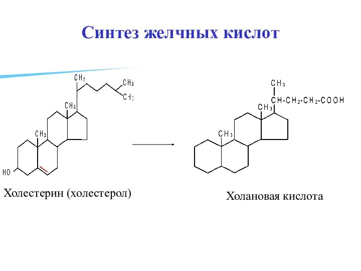 Синтез желчных кислот Холестерин (холестерол) Холановая кислота