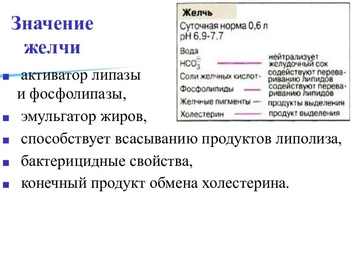 Значение желчи активатор липазы и фосфолипазы, эмульгатор жиров, способствует всасыванию продуктов