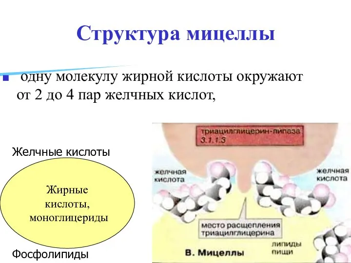 Структура мицеллы одну молекулу жирной кислоты окружают от 2 до 4