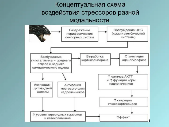 Концептуальная схема воздействия стрессоров разной модальности.