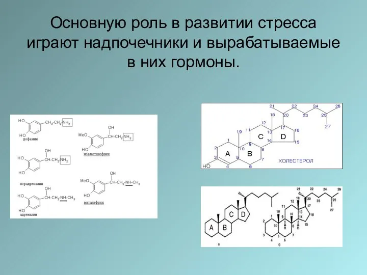 Основную роль в развитии стресса играют надпочечники и вырабатываемые в них гормоны.