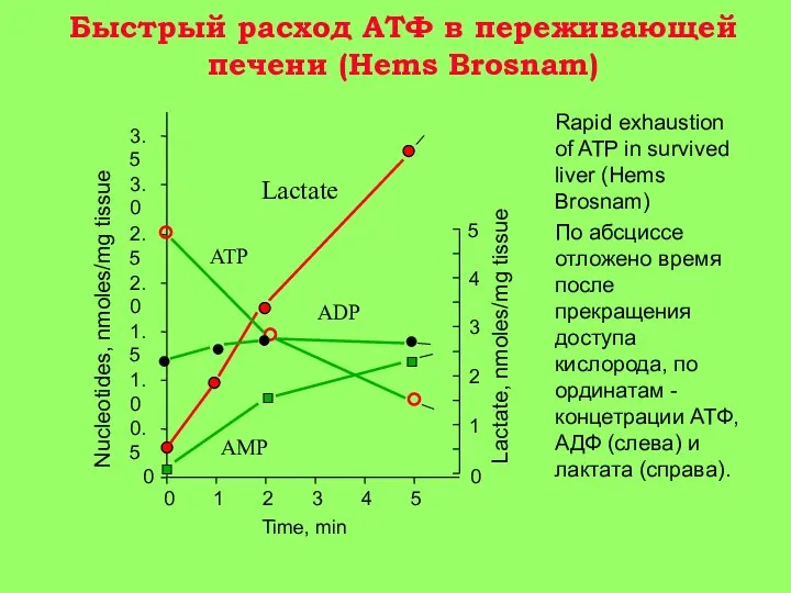 Быстрый расход АТФ в переживающей печени (Hems Brosnam) Rapid exhaustion of