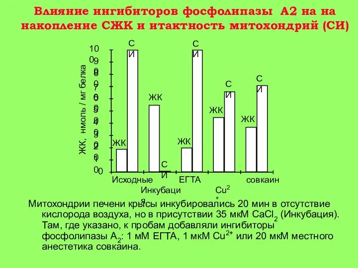 Влияние ингибиторов фосфолипазы А2 на на накопление СЖК и итактность митохондрий